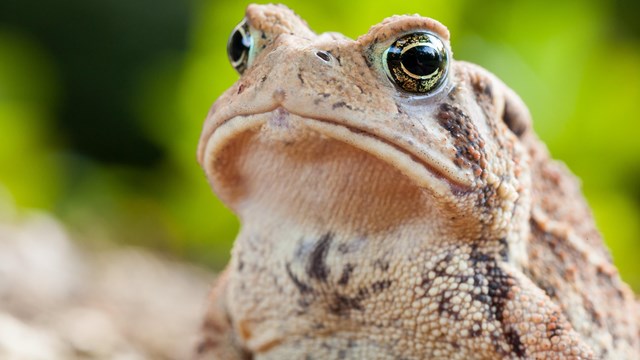 an american toad close up 